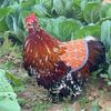 Creative Chicken Saddle For Hens, Funny Tightness Hen , Feather Fixer For Poultry Back Protector