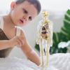 1 Set Body Structure Toys Explore Human Life Science Lab Educational Detachable Human Body Model Set for Kids