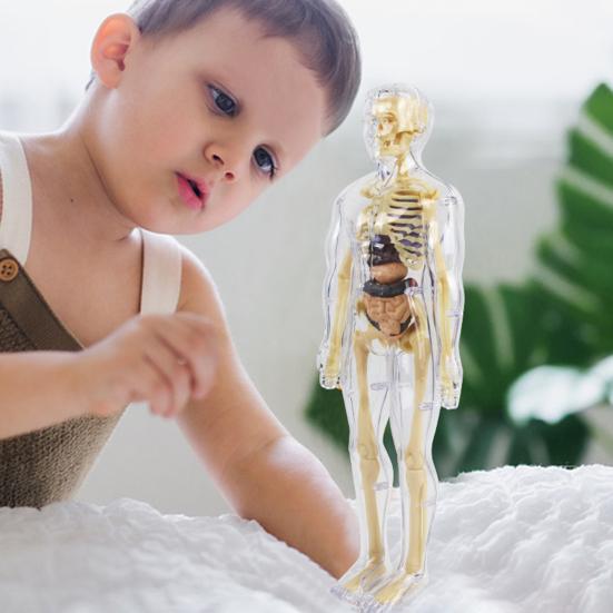 1 комплект игрушек для изучения структуры тела, учебная съемная модель человеческого тела для изучения человеческой жизни, научная лаборатория для детей
