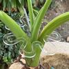 Monstera Plant Support Holder Reusable Flower Shape Plant Grapple Stem Holder Monstera Plant Retaining Support for Indoor Outdoor Plants