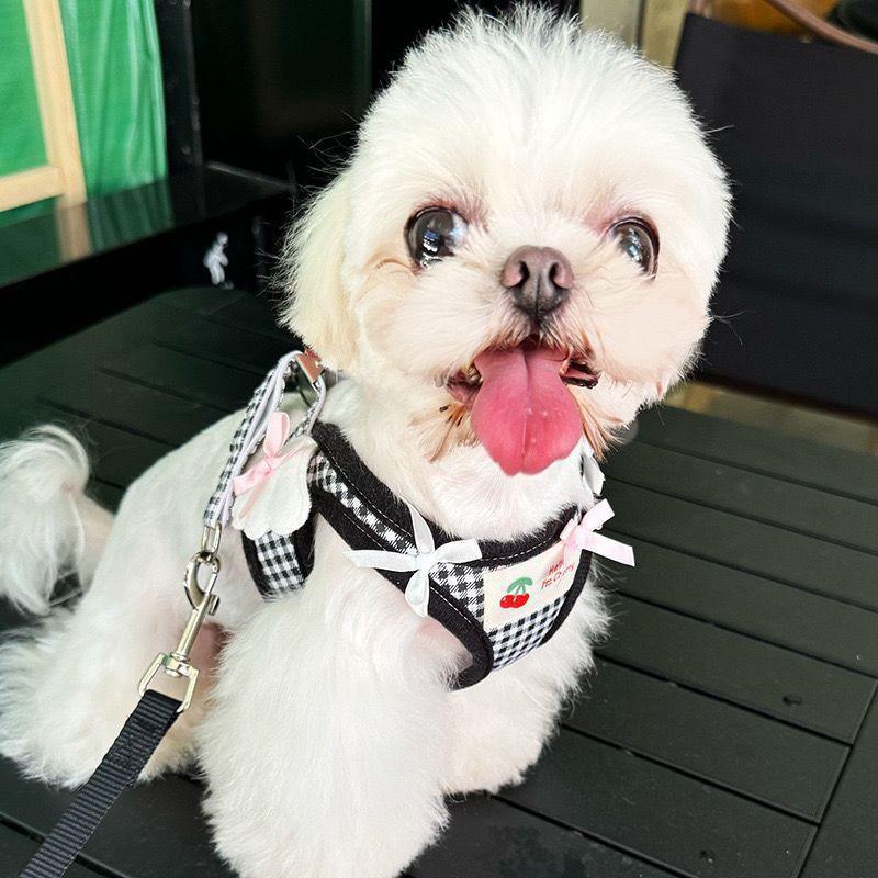 Adjustable Dog Harness With Leash Set Small Breeds Like Poodle Bichon Frise Comfort Fit Chest Strap Walking