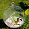 Micro Landscape Eco Vase Hanging Glass Vase Succulent Vase