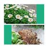 50ML Plant Nutrient Promote Sprouting Rapid Flowering Fast Potting Rooting Plant Nutrient Solution Supplement Garden Tool