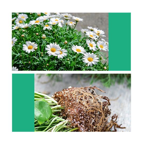 50ML Plant Nutrient Promote Sprouting Rapid Flowering Fast Potting Rooting Plant Nutrient Solution Supplement Garden Tool