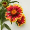 100 Gaillardia Seeds - Semi-Wild Permaculture