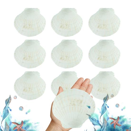 10Pcs Natural Scallop Shells DIY Crafts Theme Party Decor Bright White Seashells Jewelry Christmas Decoration