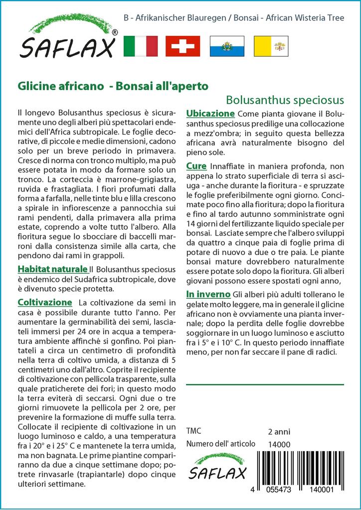 SAFLAX Бонсай - Дерево глицинии африканской - 15 семян - С горшечным субстратом для лучшего выращивания - Bolusanthus speciosus