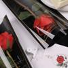 50pcs Transparent Single Rose Sleeves Waterproof Bouquet Packaging Sleeve  Anniversary