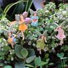Five Piece Set of Flower Fairy Garden Plug-in, Potted Landscape Statue, Five Flower Fairy Sisters Love Each Other, Warm Garden a