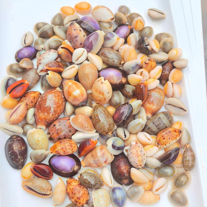 Natural small conch shells, (1.5-5 cm) 500g, snail specimens, fish tank aquarium landscaping, creative home collection ornaments, decorations