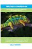 Книга Panther Chameleon : The Ultimate Panther Chameleon Pet Owner's Manual