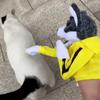 New Husky Gloves Doll Kung Fu Animal Interactive Hand Boxing Puppet For Puppet Toy With Sounds