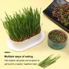Cat Grass Planter Hydroponic Cat Grass Growing Kit (No Seeds Included) Catnip Wheatgrass Seed Sprout Tray Nursery Plant Planting Box for Indoor Cats