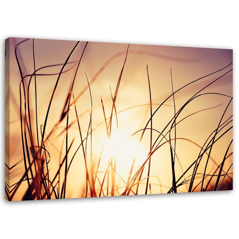 Canvas print, Grass in the sunshine