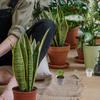50 шт. прозрачных пластиковых горшков для рассады суккулентов и мелких растений с дренажными отверстиями для дома, улицы, балкона, подоконника, сада
