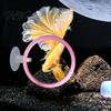 Betta Fish Training Loop 1/3Pcs Exercise Ring with Suction Cup, Feeding Ring, Tank Enrichment Toy, Aquarium Accessories Pet Boredom Relief Toy