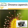 Подарочный набор - Росянка африканская - 200 семян - С подарочной коробкой, карточкой, этикеткой и субстратом для горшков - Drosera capensis