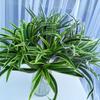 Green Plants Artificial Chlorophytum Plants Plastic Fake Plant  Home Garden Decor