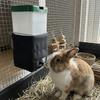 Leak-Proof Rabbit Thermostatic Water Dispenser Large Capacity No Drip Automatic Rabbit Drinker Plastic USB Charging