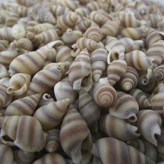 Mini Natural Conch Seashell Flower Rice Snail Prop for Wishing Bottles & Photography Decoration