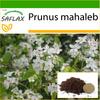 Mahaleb Cherry - 30 семян - С горшечным субстратом для лучшего выращивания - Prunus mahaleb