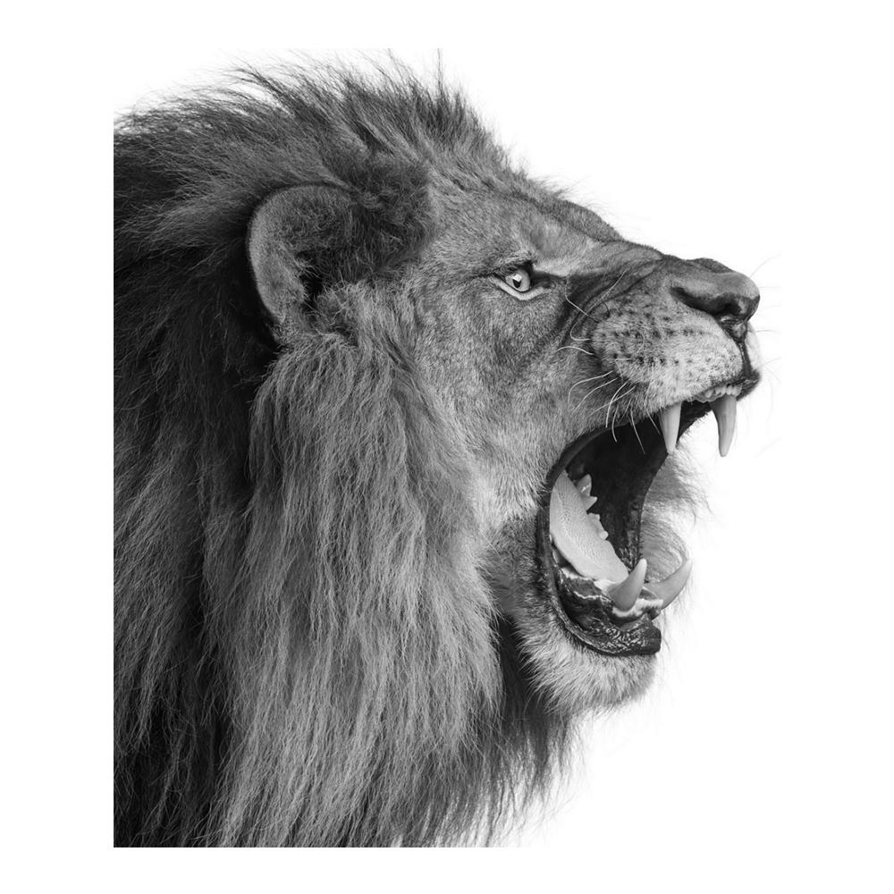 Тигр Леопард Голова Льва Животные Холст Стена Черно-белое Искусство В Темноте Поп Прохладное Искусство Современная Живопись Домашние Картины Украшения Плакаты Принты