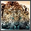Full 5D Diy Diamond Painting Animal Leopard Mosaic Embroidery Cross Stitch Home Decor Handmade Gift