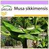Банан Дарджилинг - 5 семян - Musa sikkimensis