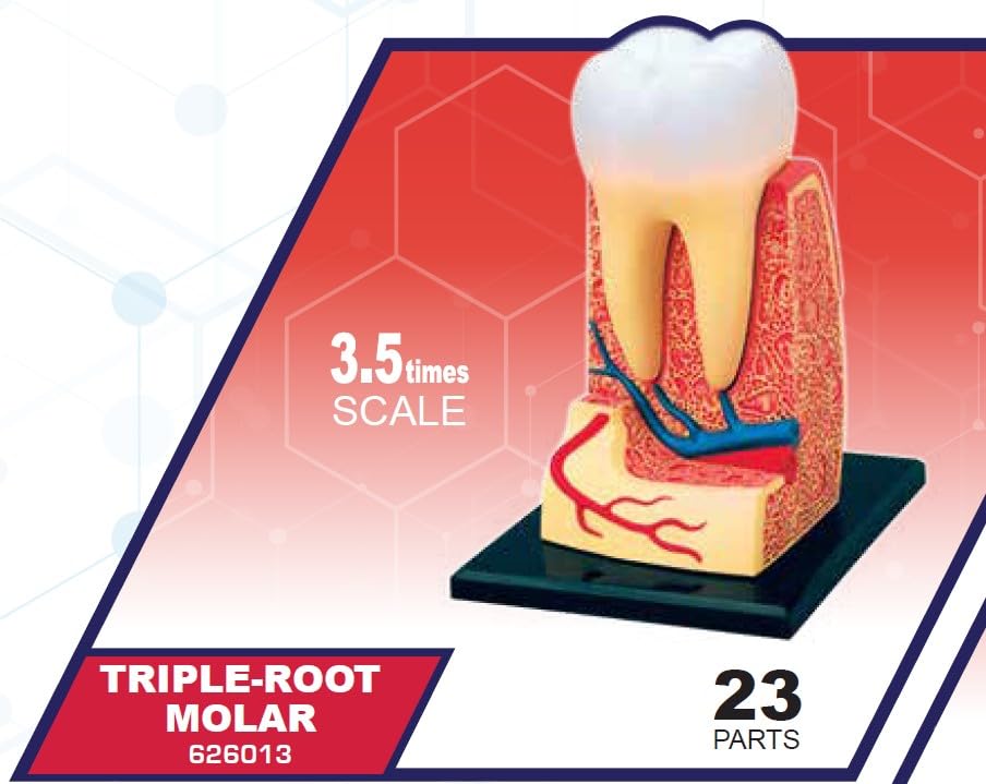 4D Пазл Анатомия человека, Модель трехкорневого моляра (6260013), Fame Master, 4D Master Развивающая игрушка, STEM