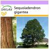 California Giant Redwood - 50 Seeds - Sequoiadendron Gigantea