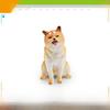 Shiba Inu Pvc Dog Model For Kids Educational Collectible Toy With Realistic Appearance