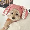 Dog Hat Autumn Winter Windproof Warmth Cover Cute Rabbit Ears Knitted Pet Cap Pink Ins Dogs Headwear New Kitten Puppy Earmuffs