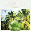 Liksanji 100% NFC Coconut Water