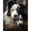 5d Painting Diy Dog Diamond Diamond Embroidery Full Square Rhinestone Pictures Cross Stitch Mosaic Craft Home Decor