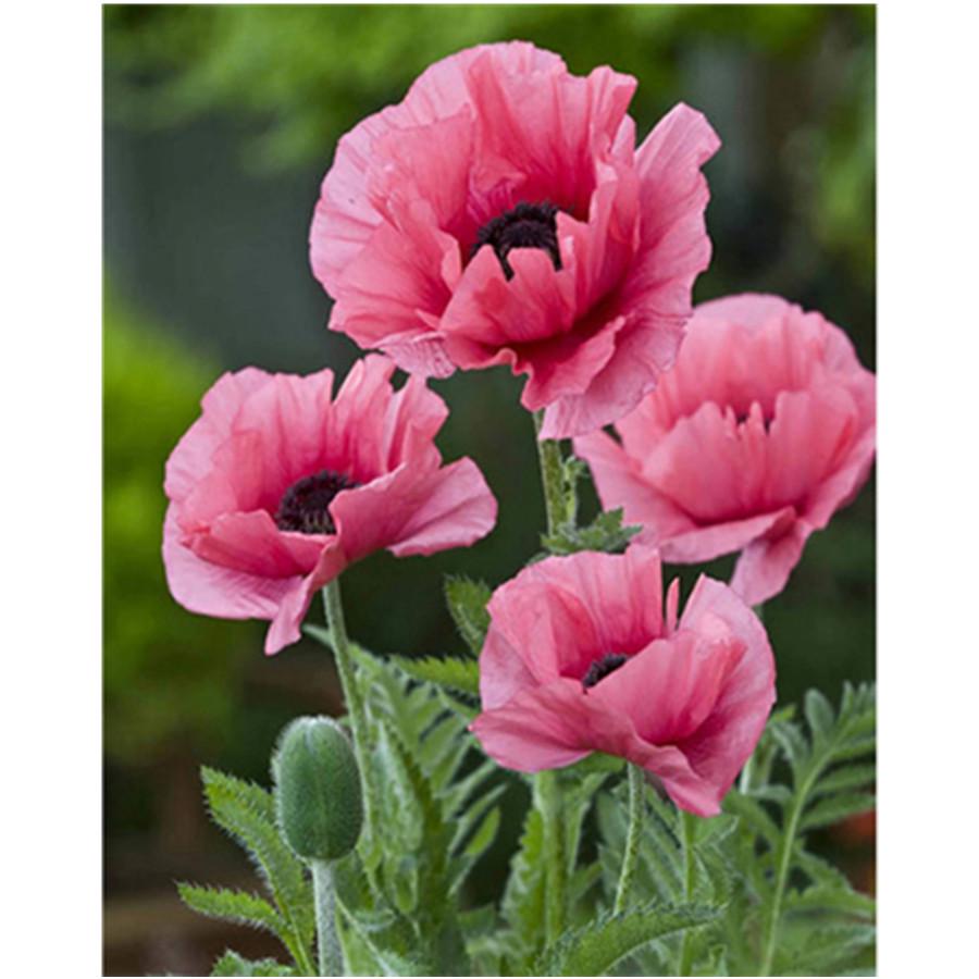 Full 5D Diy Diamond Painting Beautiful Flower Diamond Embroidery Full Lay Anime Cross Stitch Kits Home Decor Handmade Gift