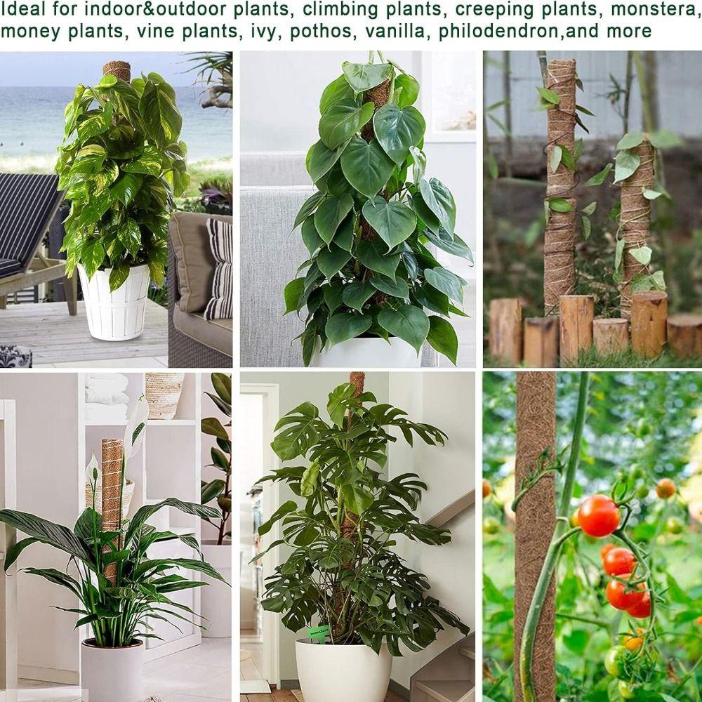 Sturdy Plant Support Stakes 30/40/50cm Moss Sticks Durable Coir Totem Poles  Potted Plants