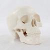 Convenient Human Head Model Removable Anatomical Head Skull Fine Arts Skull Model  School Supplies