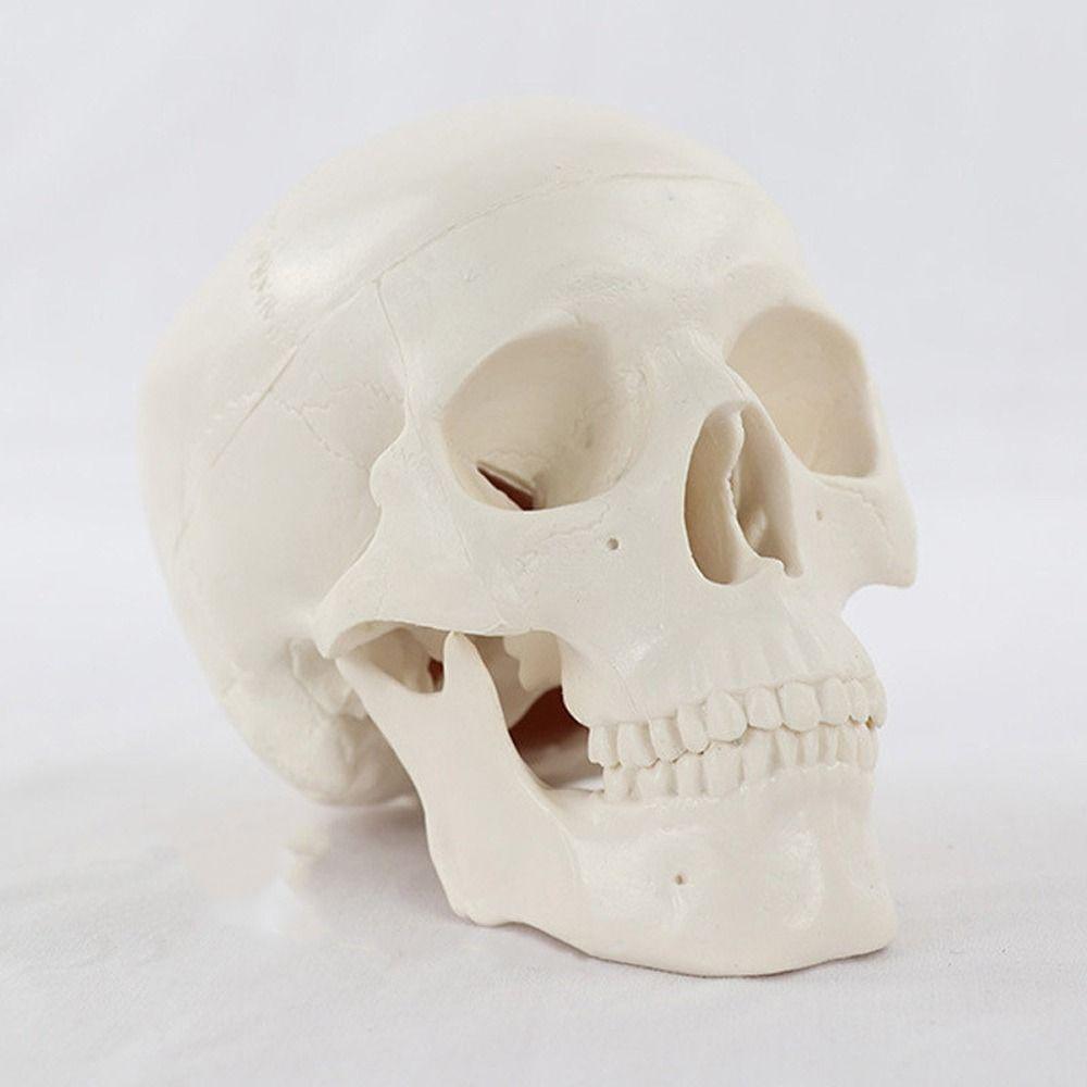 Convenient Human Head Model Removable Anatomical Head Skull Fine Arts Skull Model School Supplies