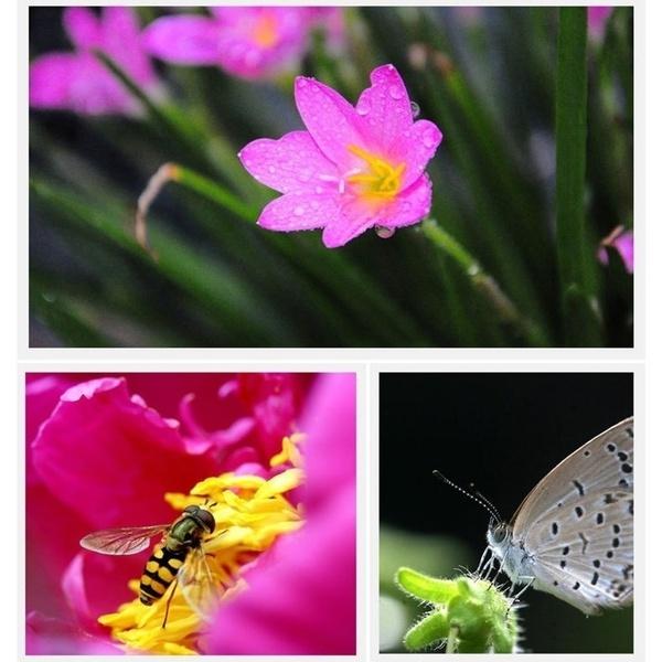 Универсальный набор широкоугольных макрообъективов «рыбий глаз» 3 в 1, зажимной тип, подходит для мобильных телефонов