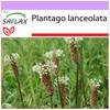 Английский подорожник - 100 семян - Plantago lanceolata