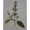 Органический шалфейный чай 100 г Сушеные листья Salvia Officinalis Травяной настой