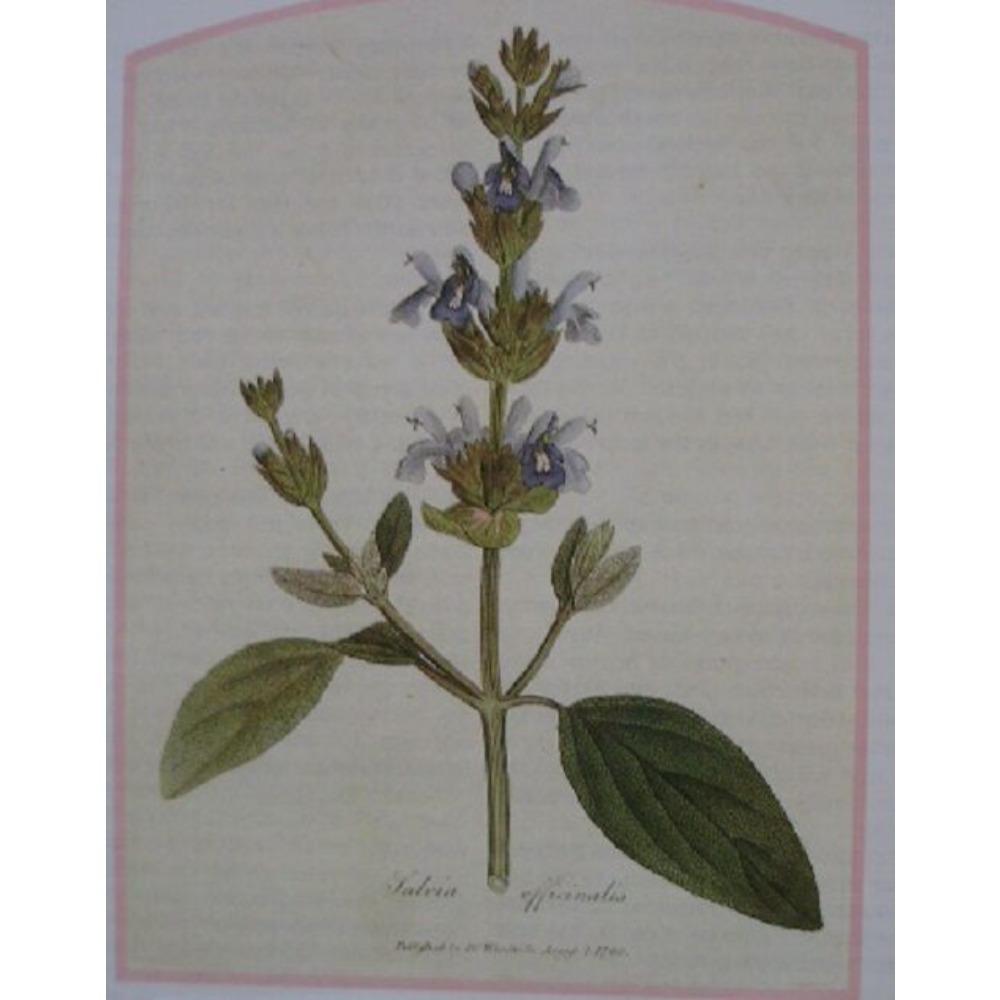 Органический шалфейный чай 100 г Сушеные листья Salvia Officinalis Травяной настой