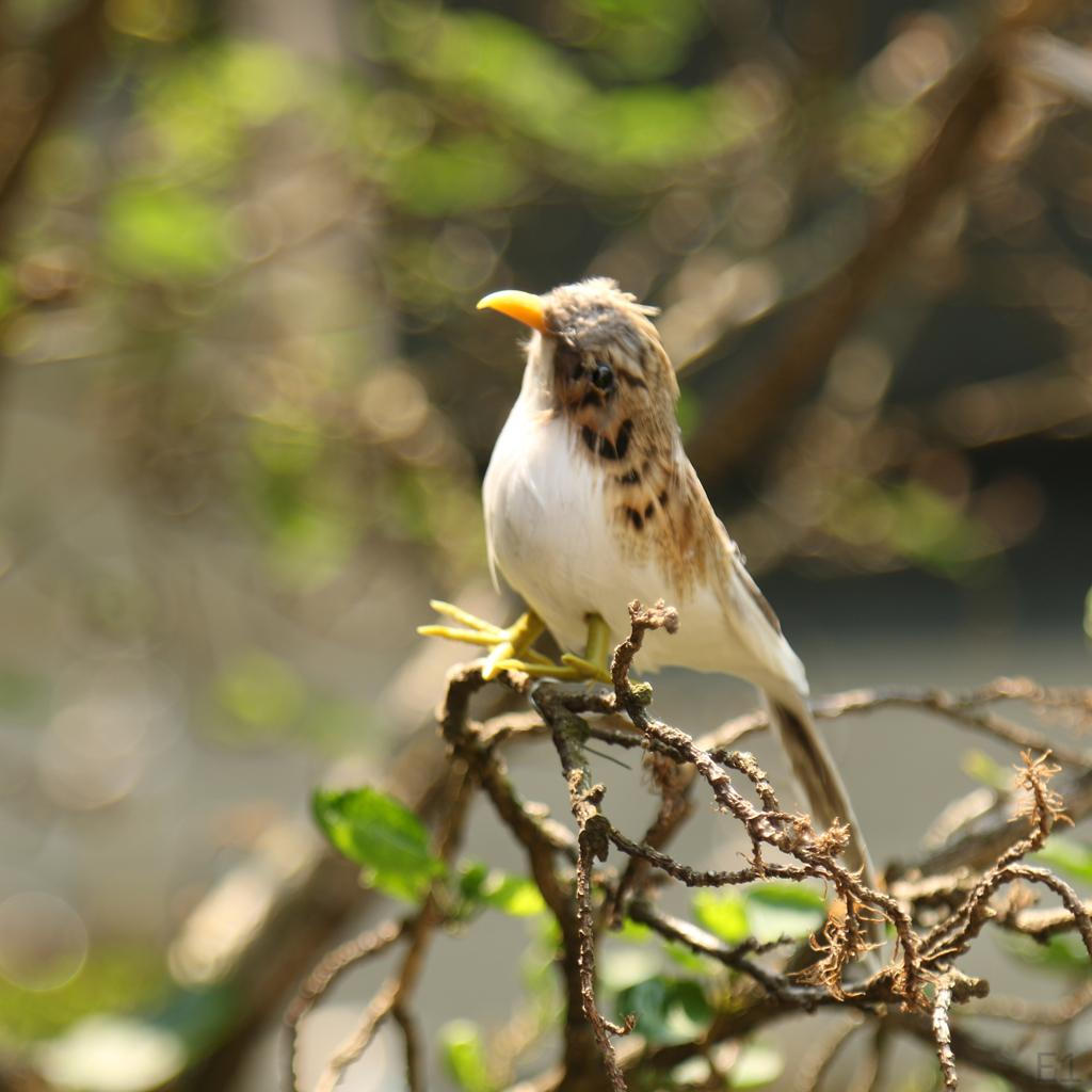 Оперенная Воробьиная Домашняя Садовая Орнаментация