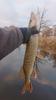 Popper Flopper Whopper Catfish Pike Zander 04