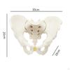 Life Size Male Pelvic Skeleton Model Medical Science Education Teaching Equipment Hip
