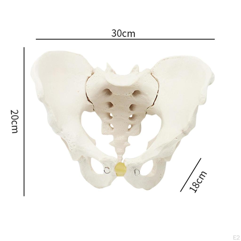 Life Size Male Pelvic Skeleton Model Medical Science Education Teaching Equipment Hip