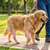 2 Pieces Open Center Dog Joint Support Sleeves Secure Fastening Pet Joint Support Cover  Routine Use