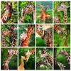 5D Diamond Painting Full Round Square Animal Diamond Embroidery Sale Giraffe Pictures Of Rhinestones Mosaic Wall Art