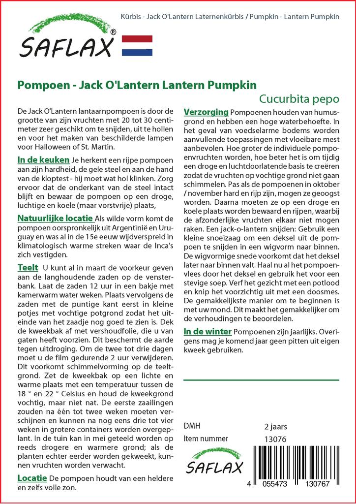 SAFLAX Тыква - Тыква-фонарь - 10 семян - Cucurbita pepo