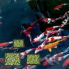 3Pcs/set Black Color Aquarium Floating Ring  for Aquarium Duckweed Interception